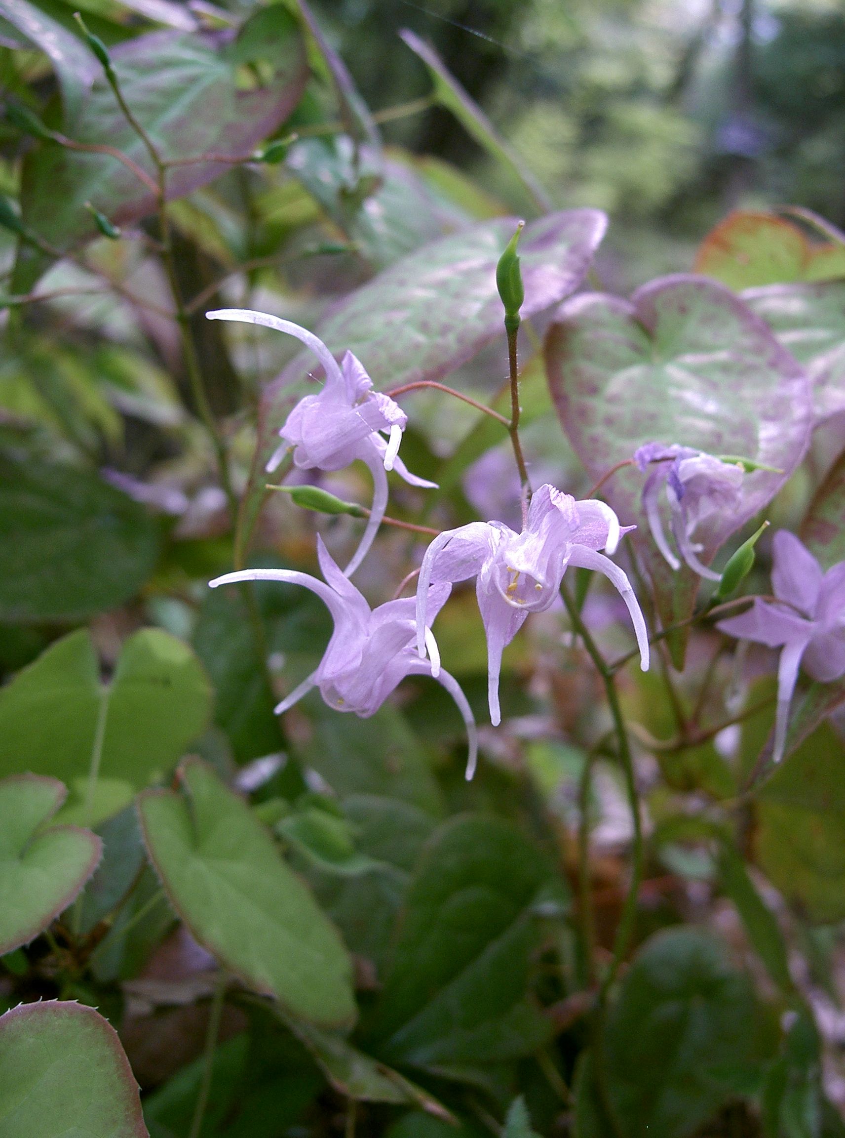 Epimedium (Barrenwort; Bishop's hat; Horny Goat Weed) | A to Z Flowers