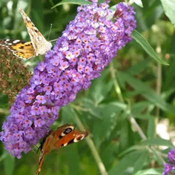 Buddleia