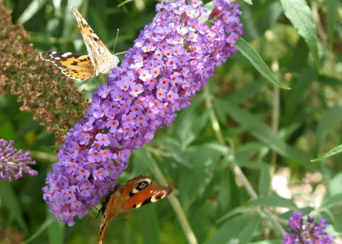 Buddleia (Butterfly Bush)