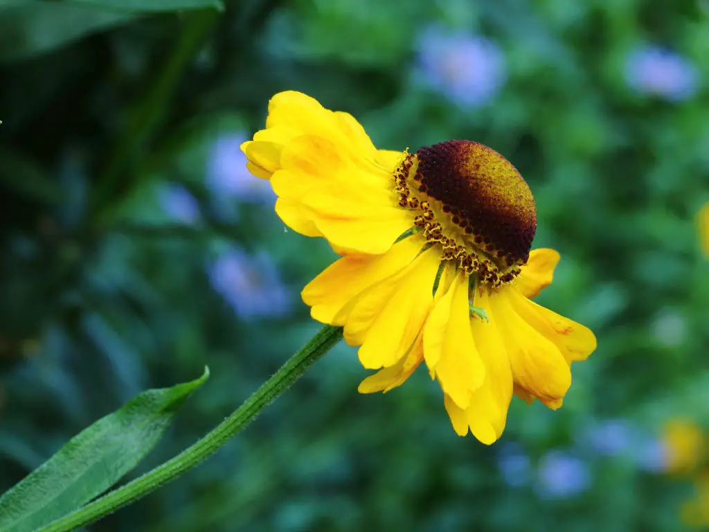 Helenium (Sneezeweed) – A to Z Flowers