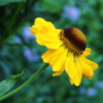 Helenium