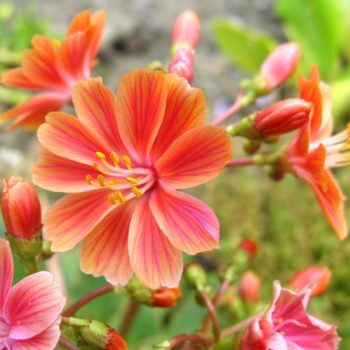 Lewisia