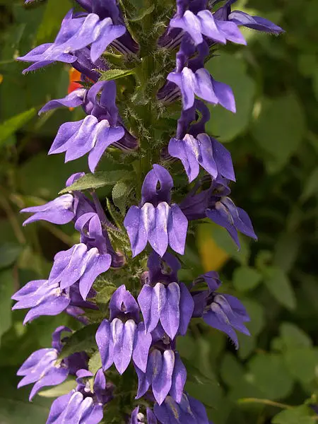 Lobelia (Lobelia) – A to Z Flowers