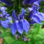 Lobelia