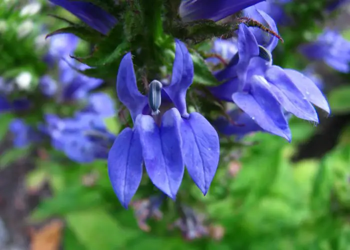 Lobelia (Lobelia)