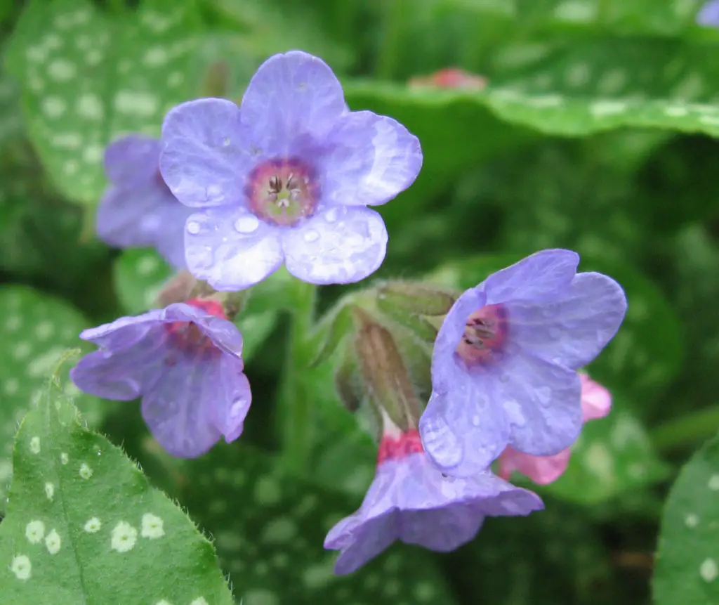 Pulmonaria (Lungwort) – A to Z Flowers