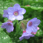 Pulmonaria