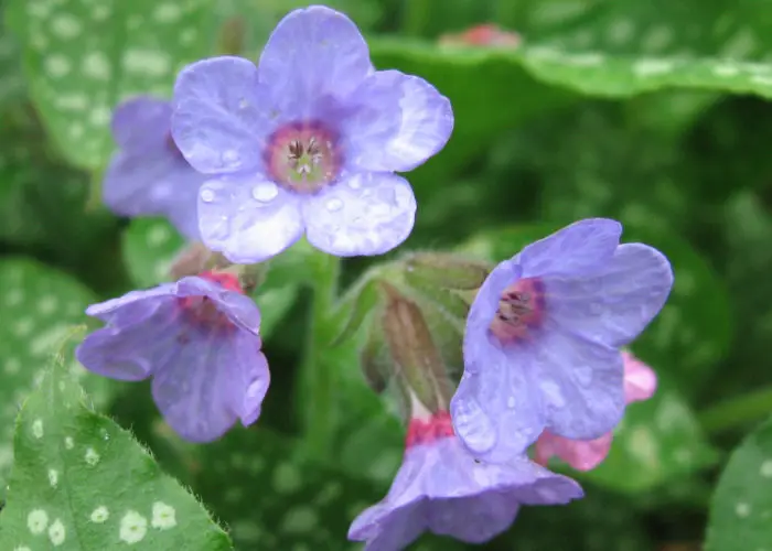 Pulmonaria (Lungwort)