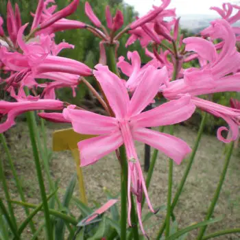 Nerine