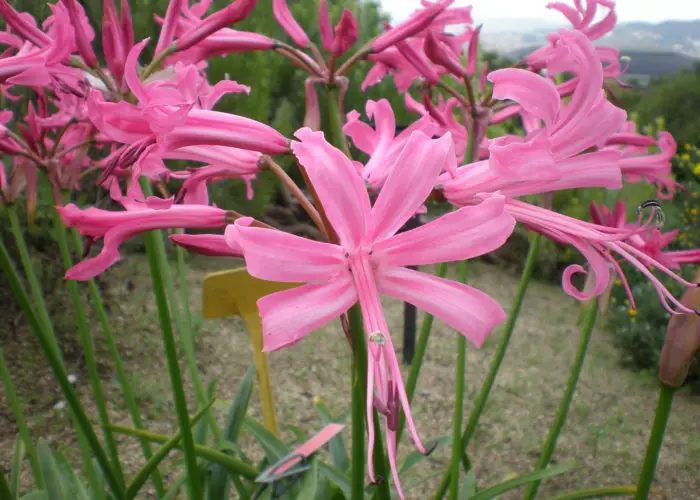 Nerine (Guernsey Lily)