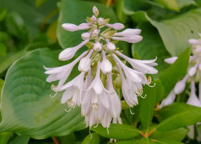 Hosta (Plantain Lily)