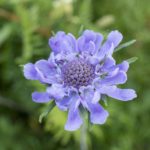 Scabiosa