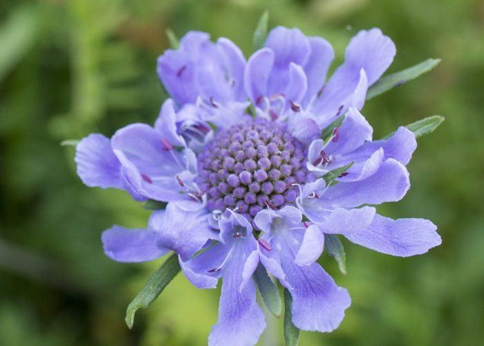 Scabiosa (Scabious; Pincushion Flower)