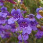 Penstemon