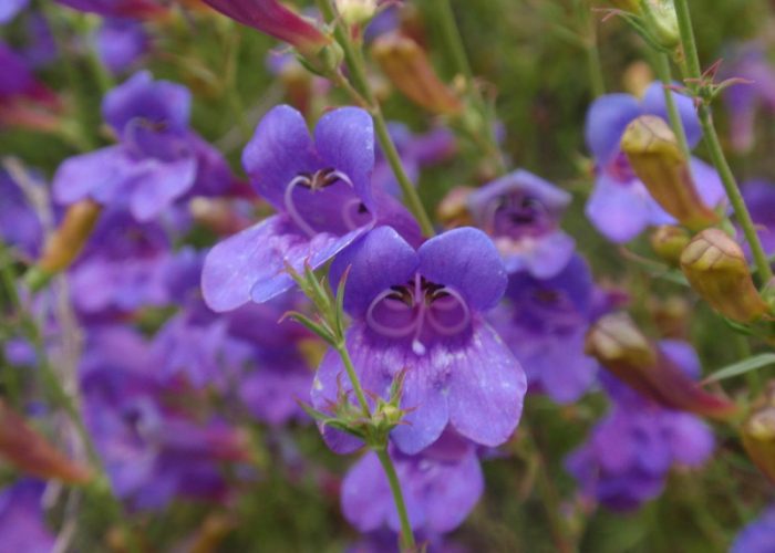 Penstemon (Beardtongue)