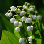 Convallaria