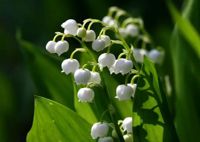 Convallaria (Lily of the Valley)