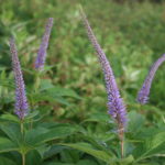 Veronicastrum