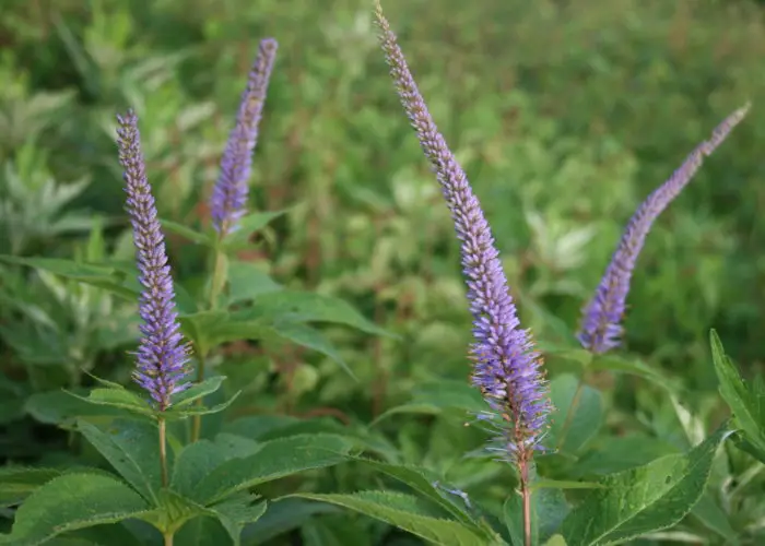 Veronicastrum (Veronicastrum)