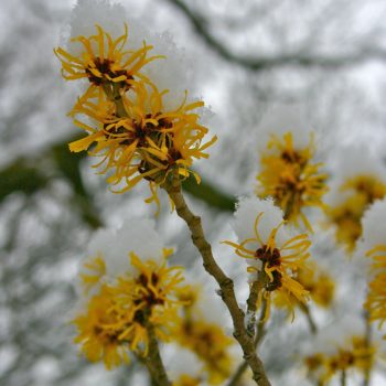 Hamamelis