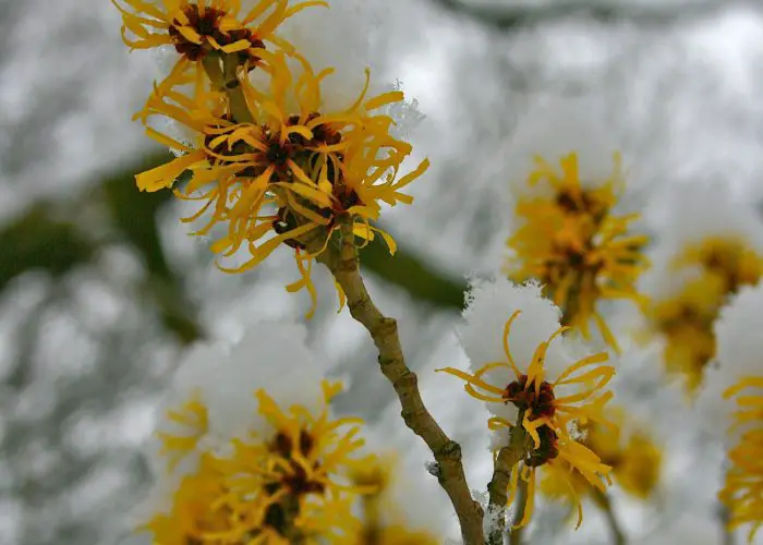 Hamamelis (Witch Hazel)