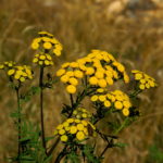 Tanacetum