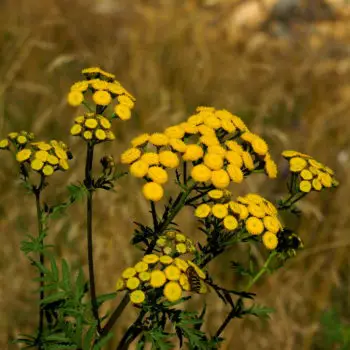 Tanacetum