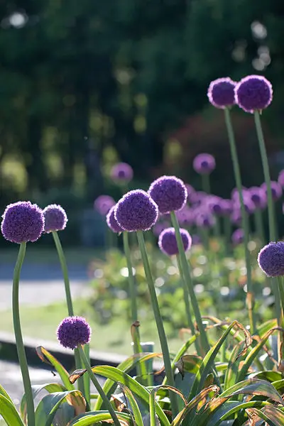 Allium (Ornamental Onion)  A to Z Flowers