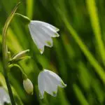 Leucojum