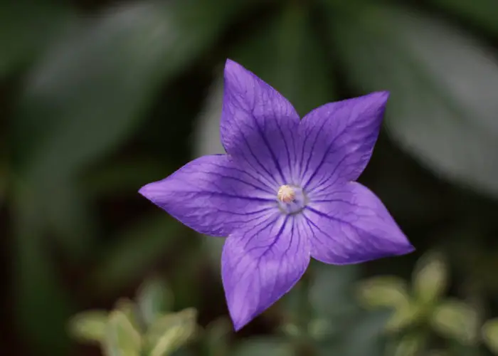 Platycodon (Balloon Flower; Chinese Bellflower; Japanese Bellflower)