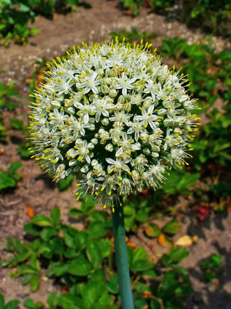 Allium (Ornamental Onion)  A to Z Flowers