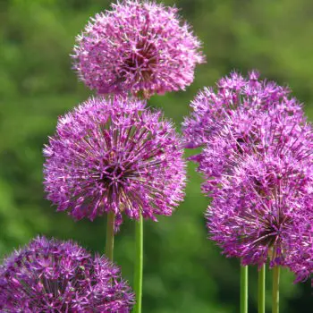 Allium