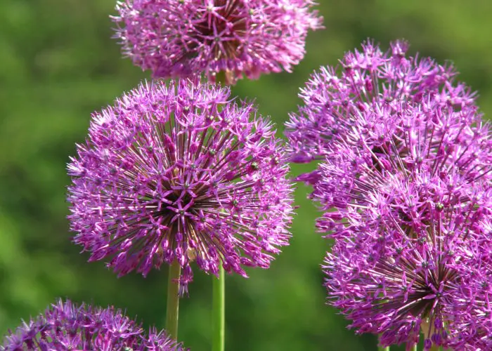 Allium (Ornamental Onion)