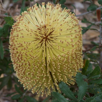 Banksia