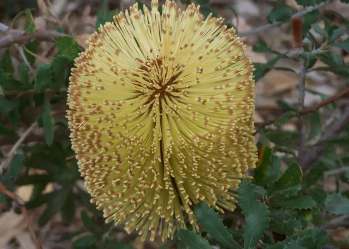 Banksia (Australian Honeysuckle)