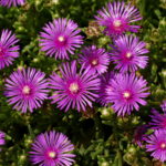 Delosperma