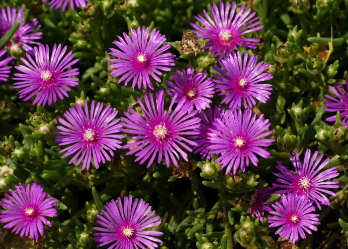 Delosperma (Ice Plant)