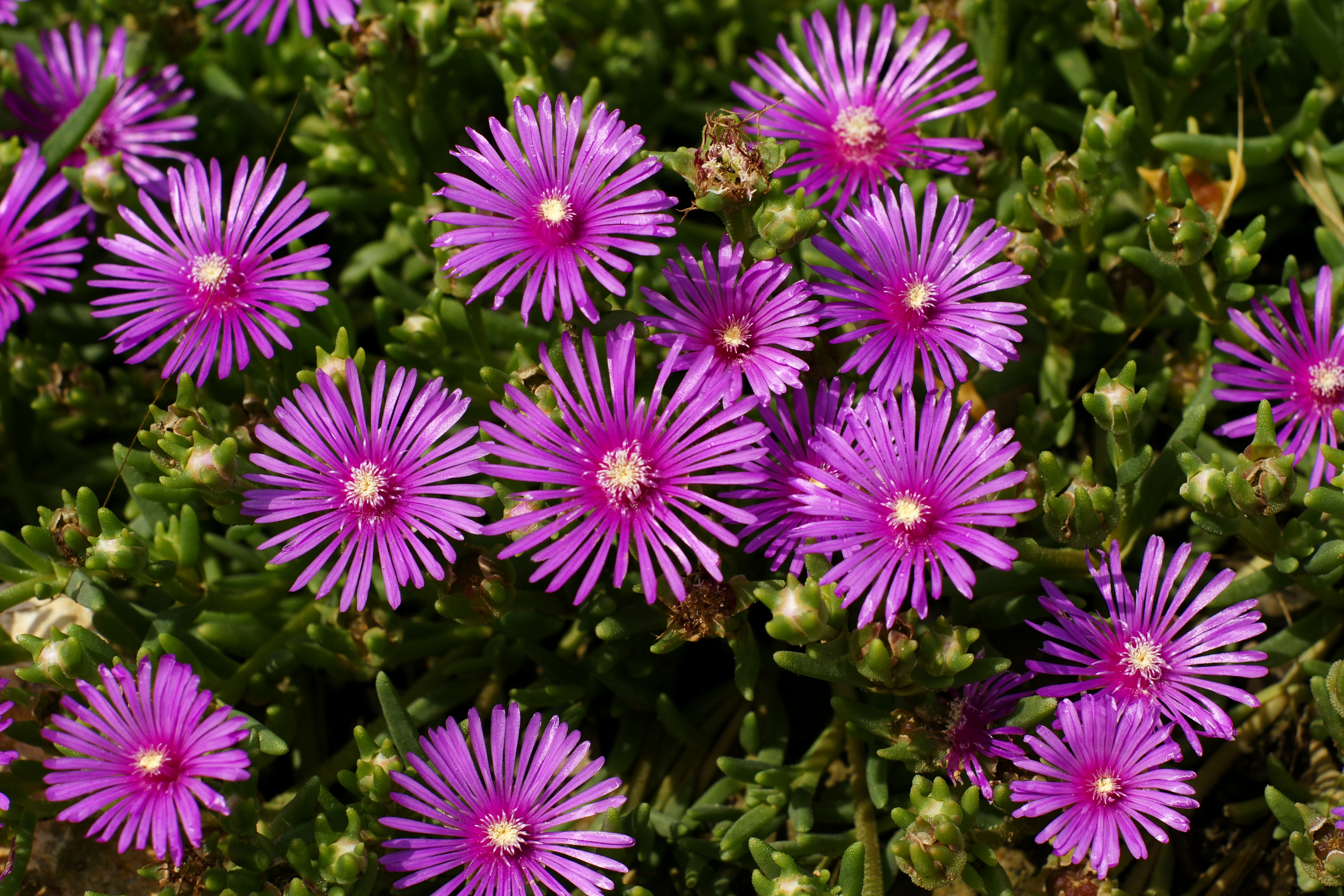 Delosperma Ice Plant A To Z Flowers Delosperma Ice Plant A To Z Flowers