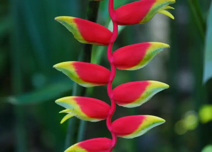 Heliconia (Lobster Claw; False Bird of Paradise)