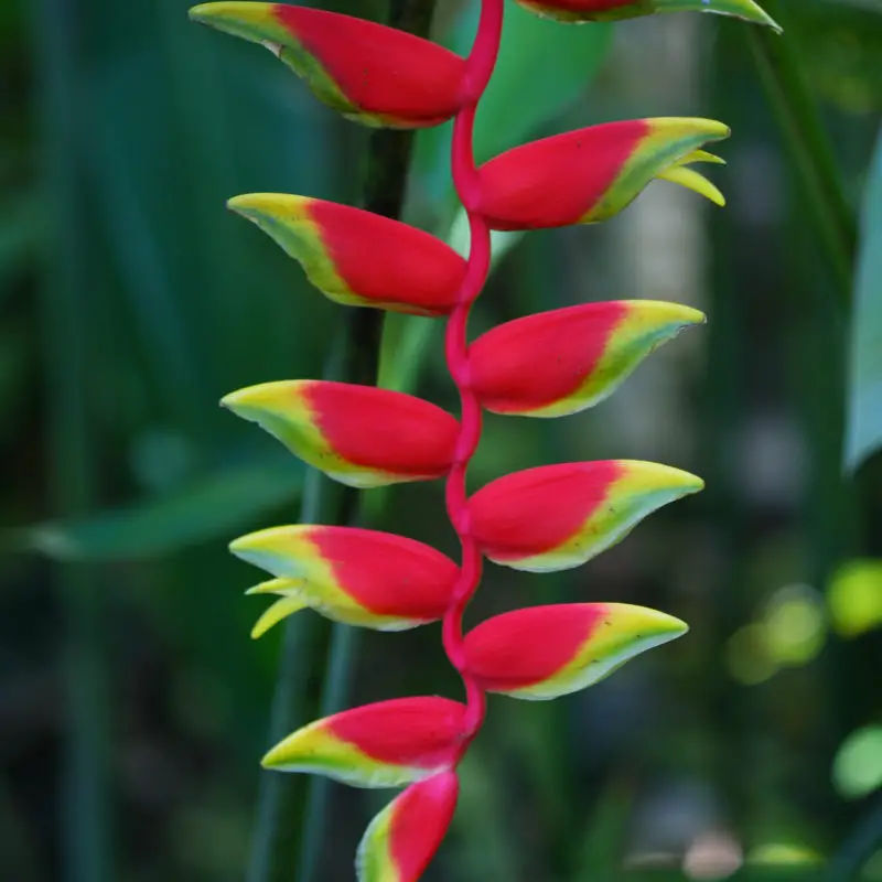 Flowers that symbolize Youth A to Z Flowers