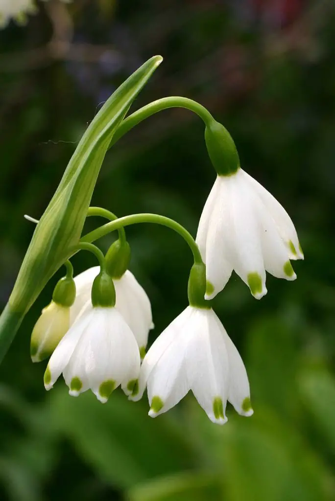 Leucojum (Snowflake) | A to Z Flowers