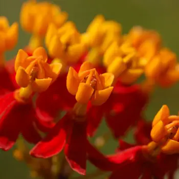 Asclepias