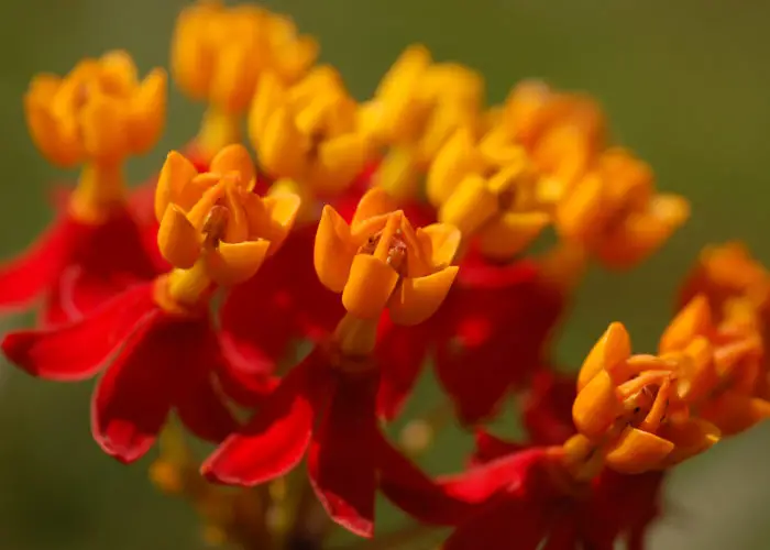 Asclepias (Milkweed)