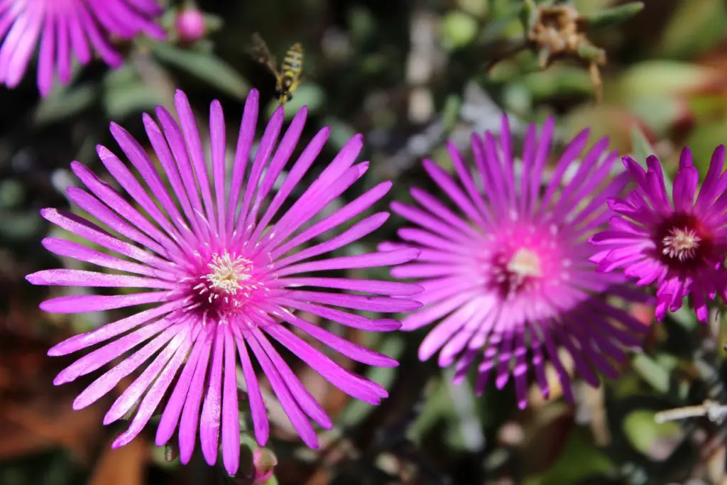 Delosperma Ice Plant A To Z Flowers