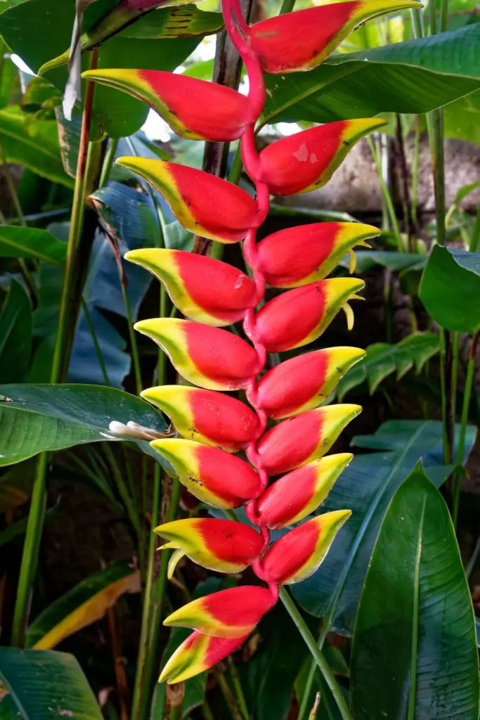 Heliconia (Lobster Claw; False Bird of Paradise) | A to Z Flowers
