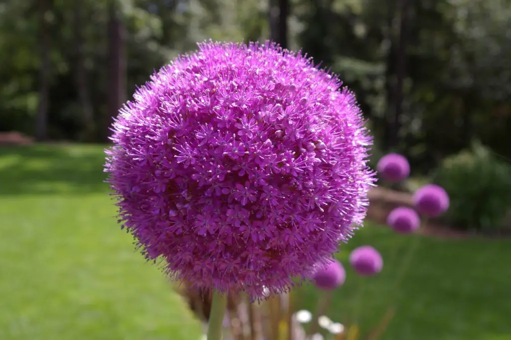 Allium (Ornamental Onion)  A to Z Flowers