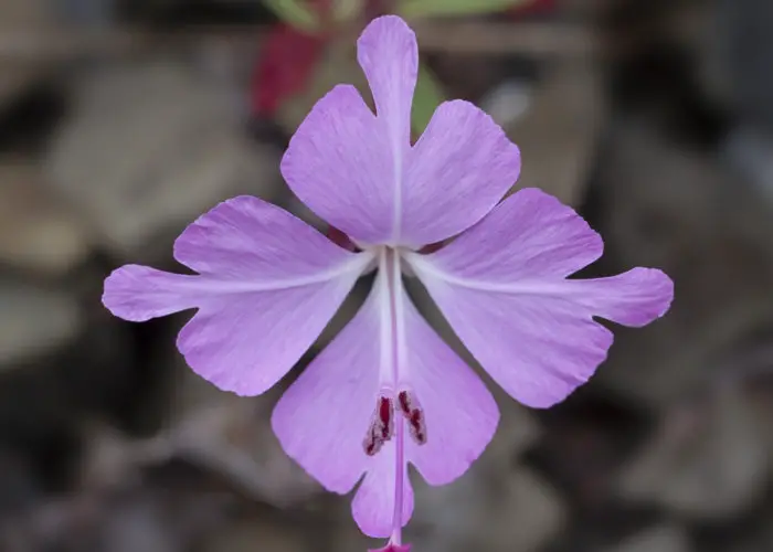 Clarkia (Godetia)