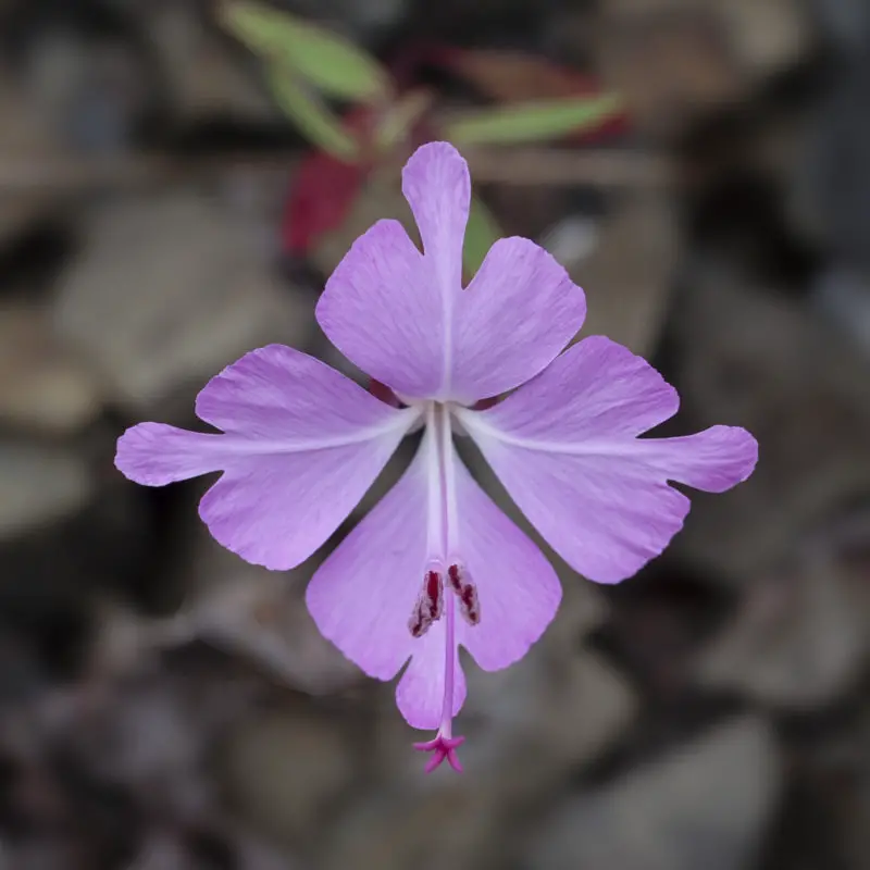 Flowers that start with letter C A to Z Flowers