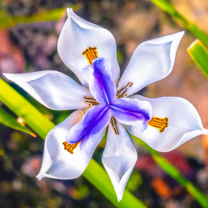 Flowers that symbolize Good fortune A to Z Flowers