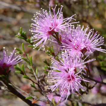 Kunzea